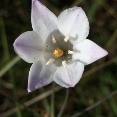 Triteleia peduncularis