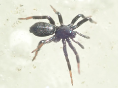 Drassyllus lutetianus