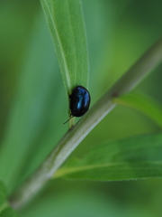 Chrysolina geminata