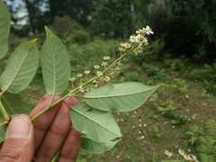 Prunus napaulensis
