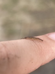 Erichsonella attenuata