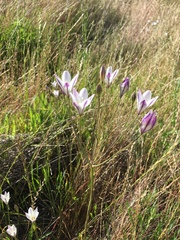 Triteleia peduncularis