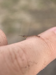 Erichsonella attenuata