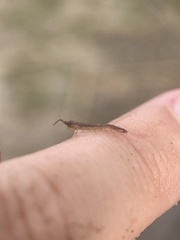 Erichsonella attenuata