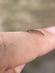 Erichsonella attenuata