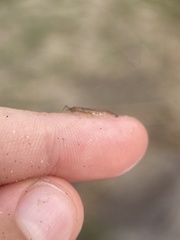 Erichsonella attenuata