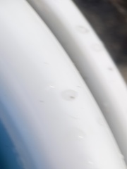 Erichsonella attenuata