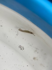 Erichsonella attenuata