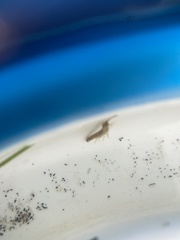 Erichsonella attenuata