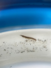 Erichsonella attenuata