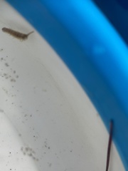 Erichsonella attenuata