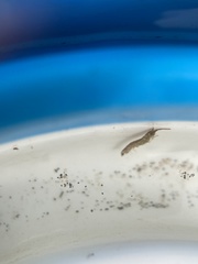 Erichsonella attenuata