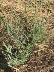 Perideridia kelloggii