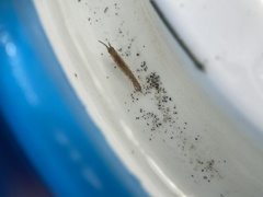 Erichsonella attenuata