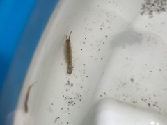 Erichsonella attenuata