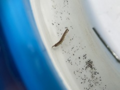 Erichsonella attenuata