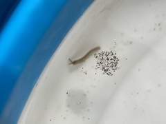 Erichsonella attenuata