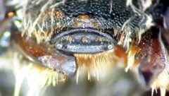 Andrena leucolippa