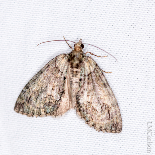 Sharp Green Hydriomena Moth photo 2