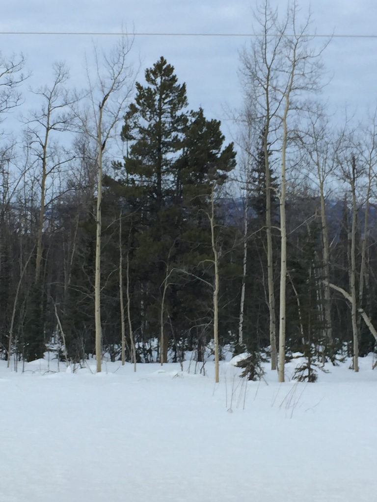 Interior Lodgepole Pine from Yukon, Canada on April 14, 2022 at 0808 AM by Bruce km