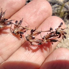 Dudleya pulverulenta