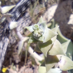 Dudleya pulverulenta