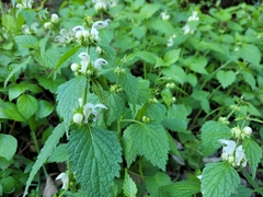 Lamium flexuosum