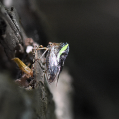 Smilia camelus