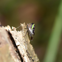 Smilia camelus