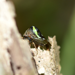 Smilia camelus