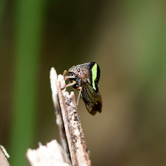 Smilia camelus