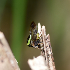 Smilia camelus