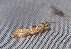 Digitivalva granitella