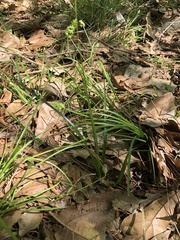 Carex leavenworthii