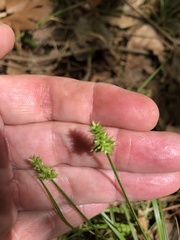 Carex leavenworthii