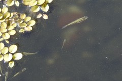 Cnesterodon decemmaculatus