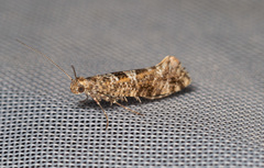 Digitivalva granitella