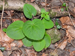 Doronicum pardalianches