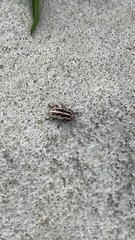 Eudiagogus
