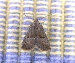 Hypenodes palustris