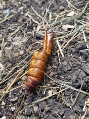 Abantiades atripalpis