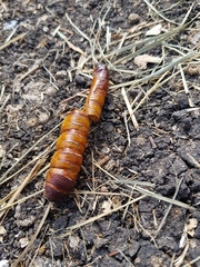 Abantiades atripalpis