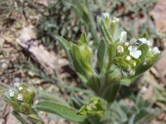 Cryptantha crassisepala