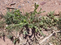 Cryptantha crassisepala