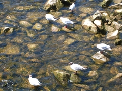 Chroicocephalus ridibundus