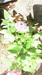 Pentas lanceolata