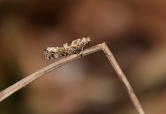 Digitivalva granitella