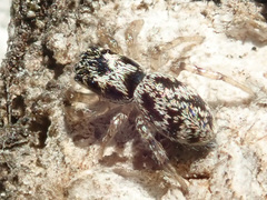 Salticus cingulatus