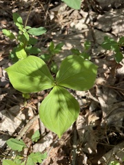 Trillium grandiflorum