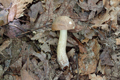 Leccinellum pseudoscabrum